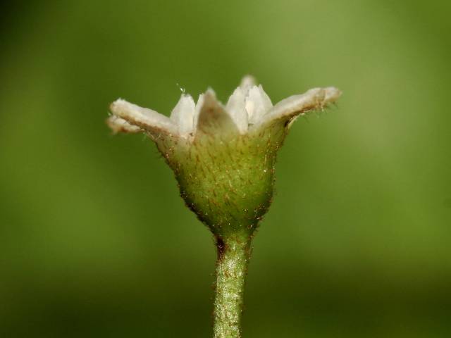 سیاه توسه Frangula alnus syn. Rhamnus frangula 3